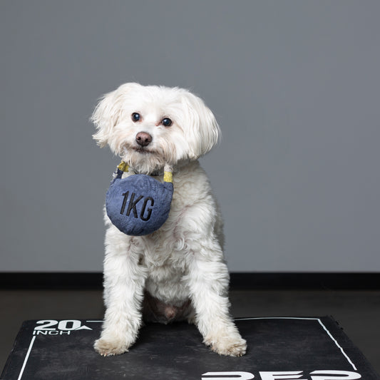 Dog holding a kettlebell toy